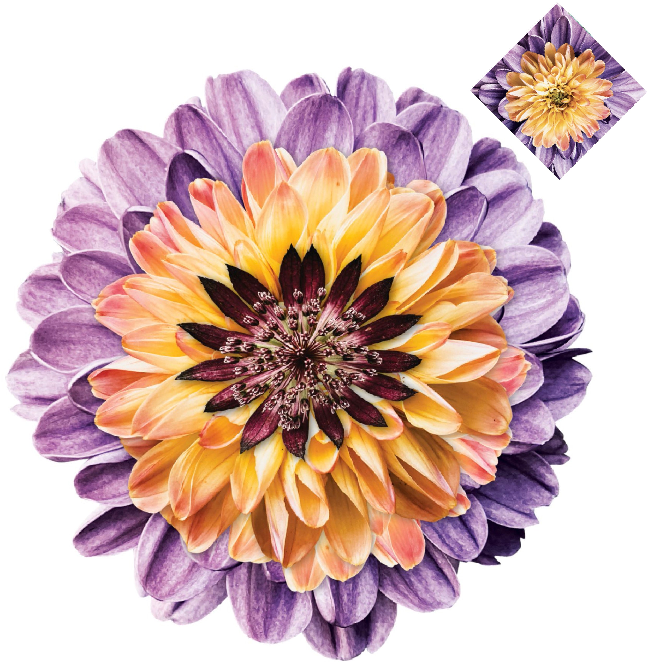 CSQUARED DESIGN Dahlia Flower Placemat
